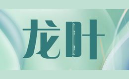龙叶