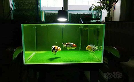 西龙 展示图