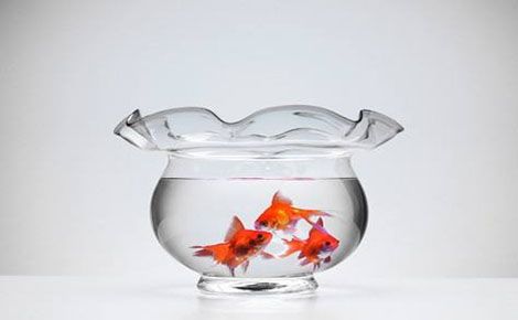 波奇网 展示图
